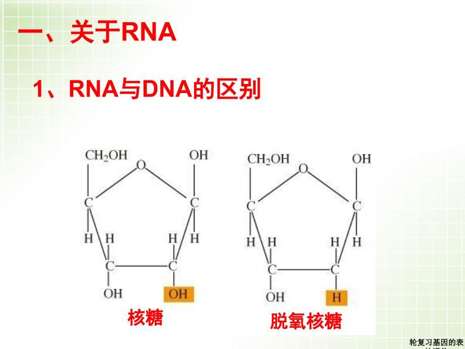 轮复习基因的表达课件_第4页