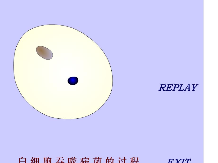 人教版教学课件生物教学课件：细胞膜的流动镶嵌模型.ppt_第3页