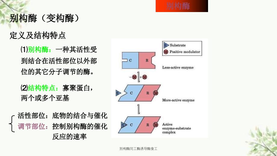 别构酶同工酶诱导酶食工课件_第2页