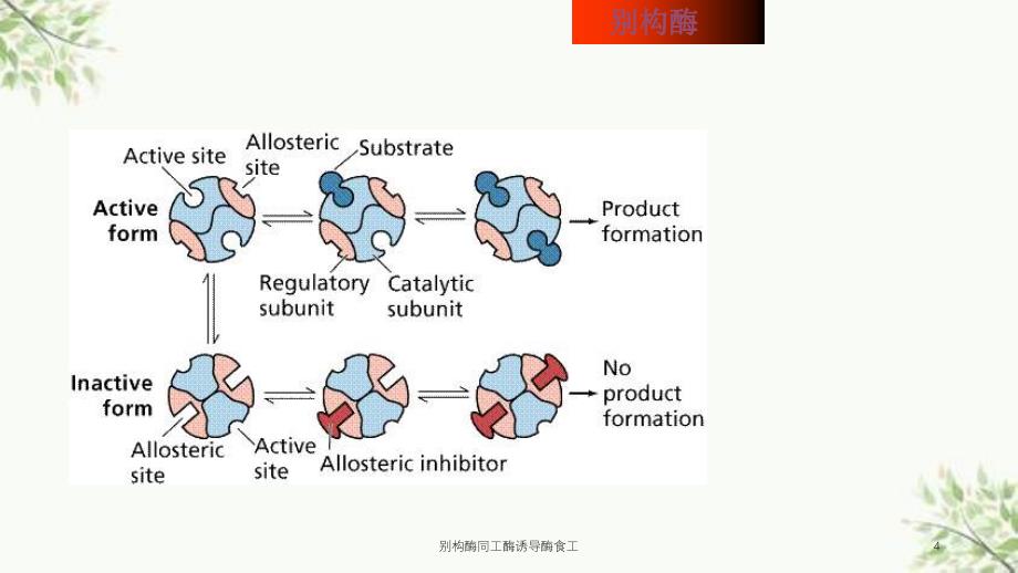 别构酶同工酶诱导酶食工课件_第4页
