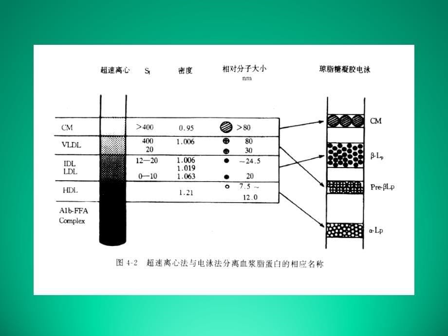 高脂血症及治疗课件_第5页