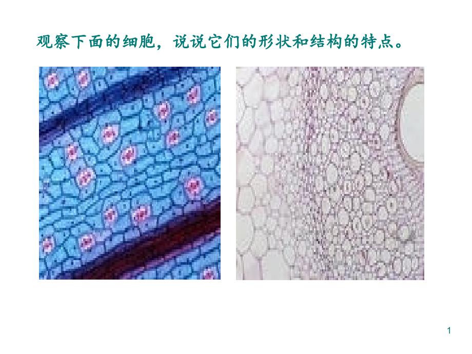 六年级上册科学课件1.4搭建生命的积木苏教版共10张PPT_第1页