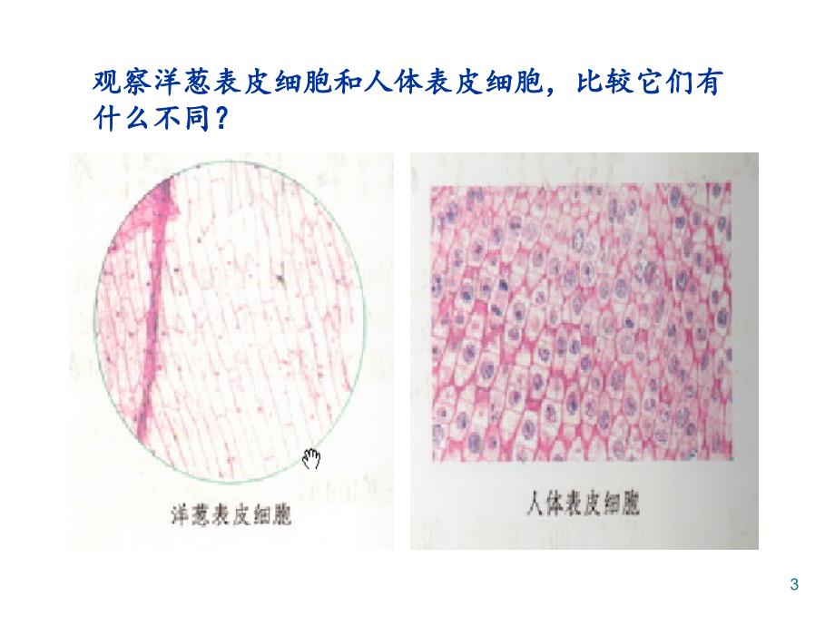 六年级上册科学课件1.4搭建生命的积木苏教版共10张PPT_第3页