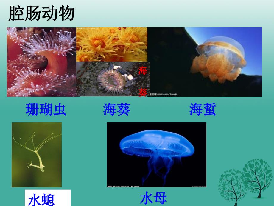 八年级生物上册 第五单元 第一章 动物的主要类群复习课件 （新版）新人教版1_第3页