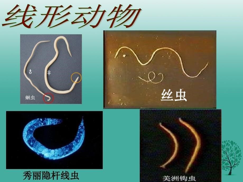 八年级生物上册 第五单元 第一章 动物的主要类群复习课件 （新版）新人教版1_第5页