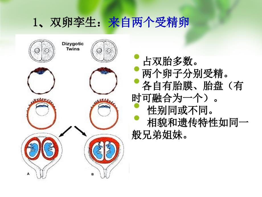 双胎、畸形,颜面、消化、呼吸系统发生_第4页