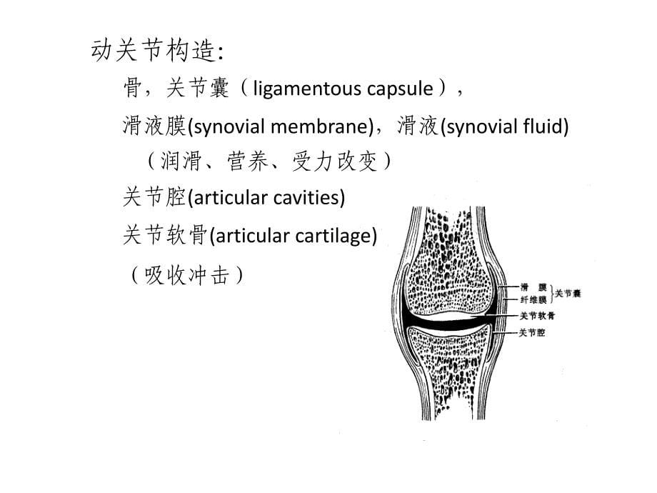 肌肉骨骼系统受力分析.ppt_第5页