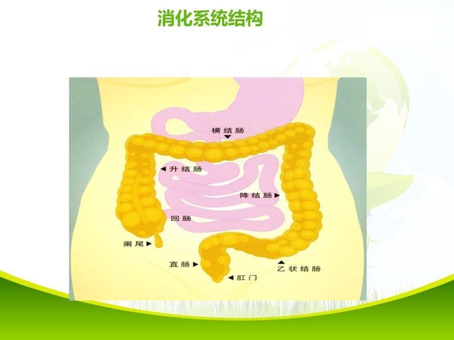 肠造口并发症_第5页