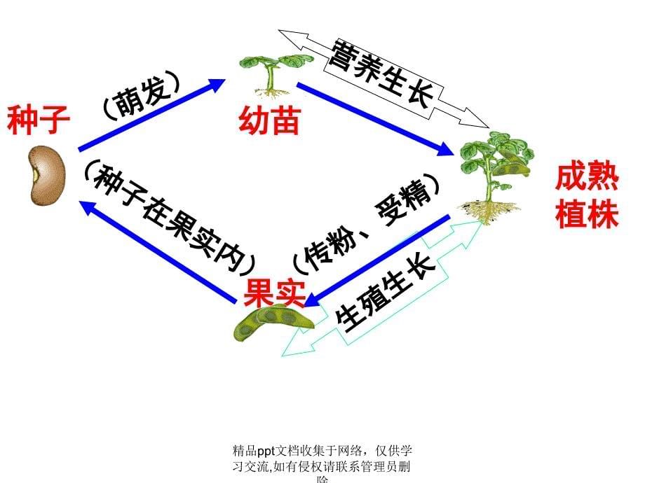 七年级上册生物期末复习(5,6章)_第5页