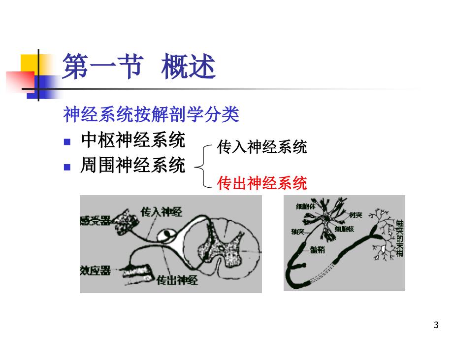 药理学药传出神经4学时_第3页