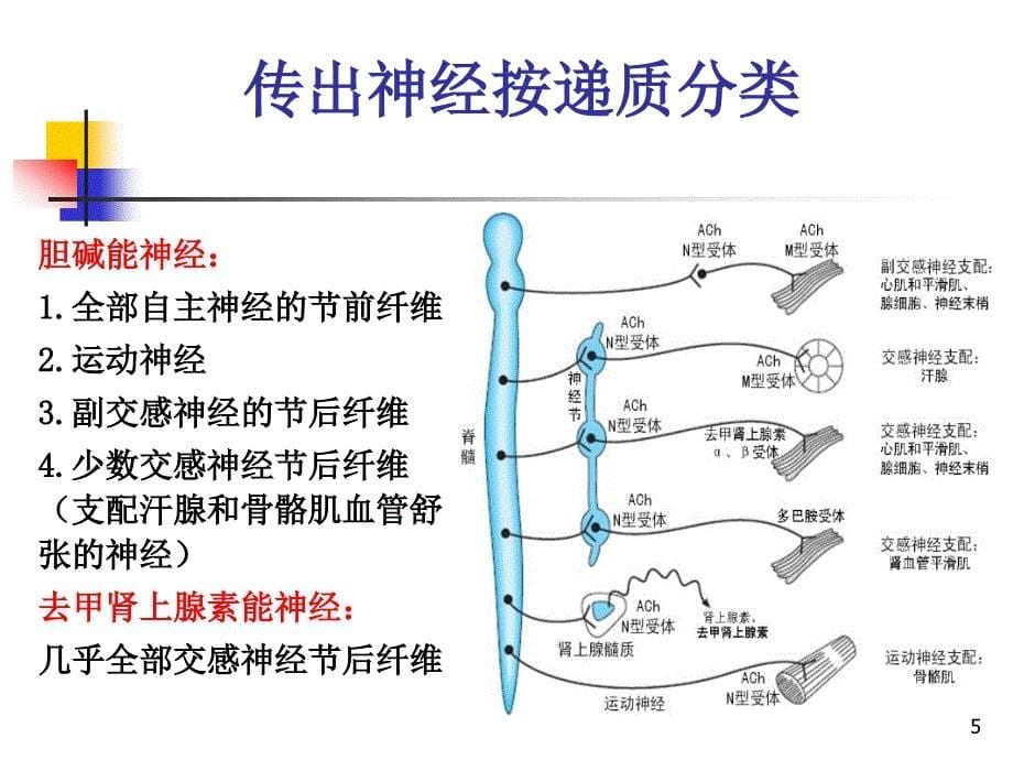 药理学药传出神经4学时_第5页