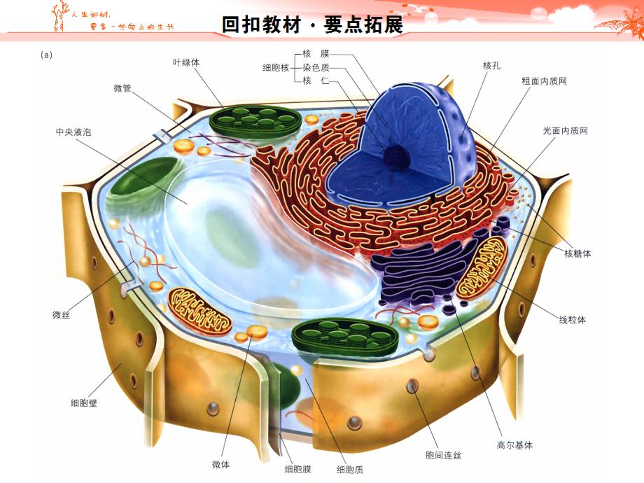 生物一轮复习细胞器ppt课件_第3页