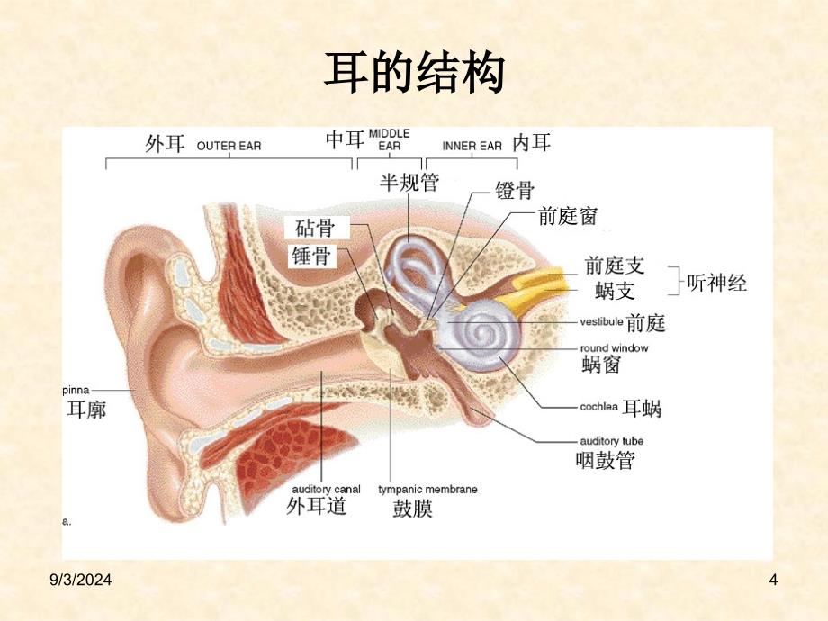 现代医学导论五官_第4页