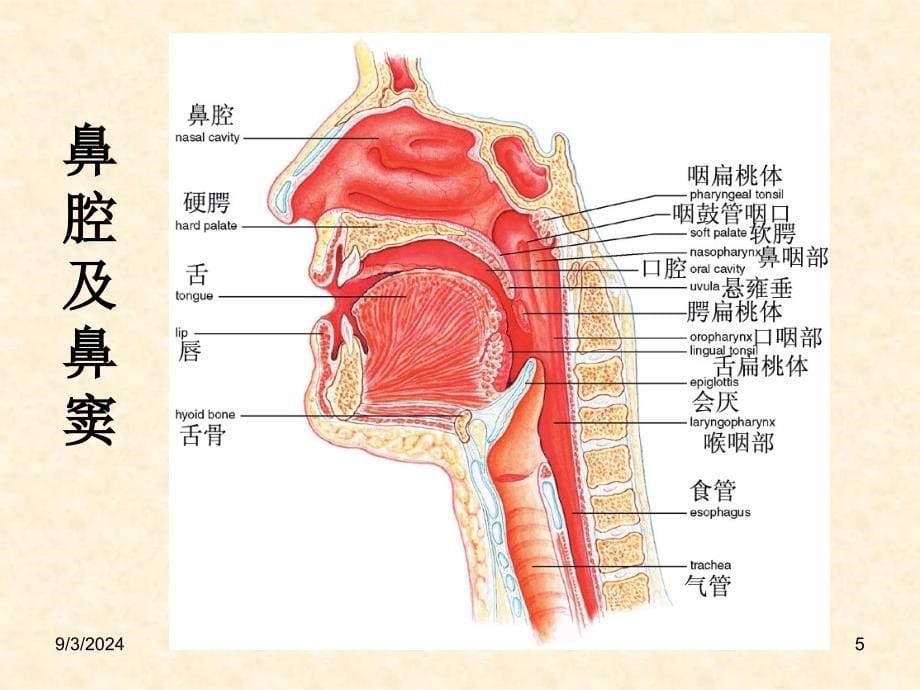 现代医学导论五官_第5页