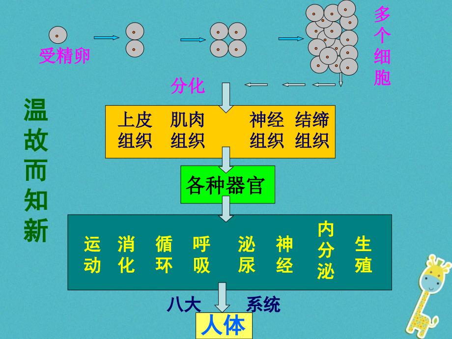 七年级生物上册 2.2.3植物体的结构层次 （新版）新人教版_第1页