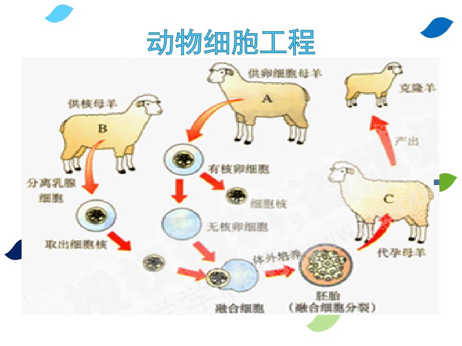 与生物学有关的职业生物技术产业的研发人员_第4页