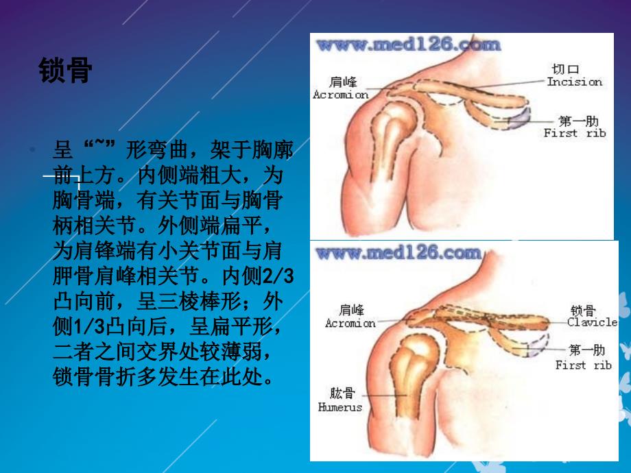 锁骨骨折切开内固定除术护理查房_第2页