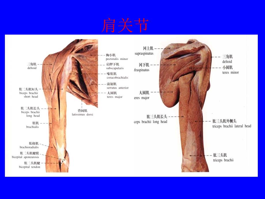 肩关节体格检查_第2页