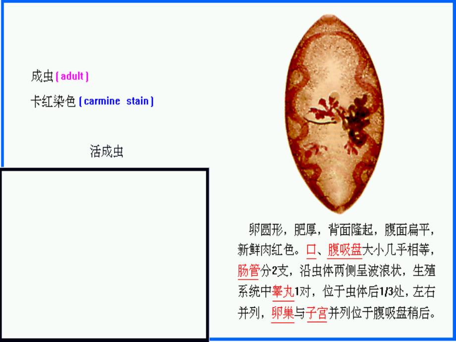 卫氏并殖吸虫(肺吸虫)_第3页