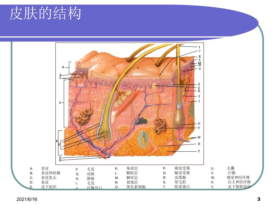 皮肤病PPT课件_第3页