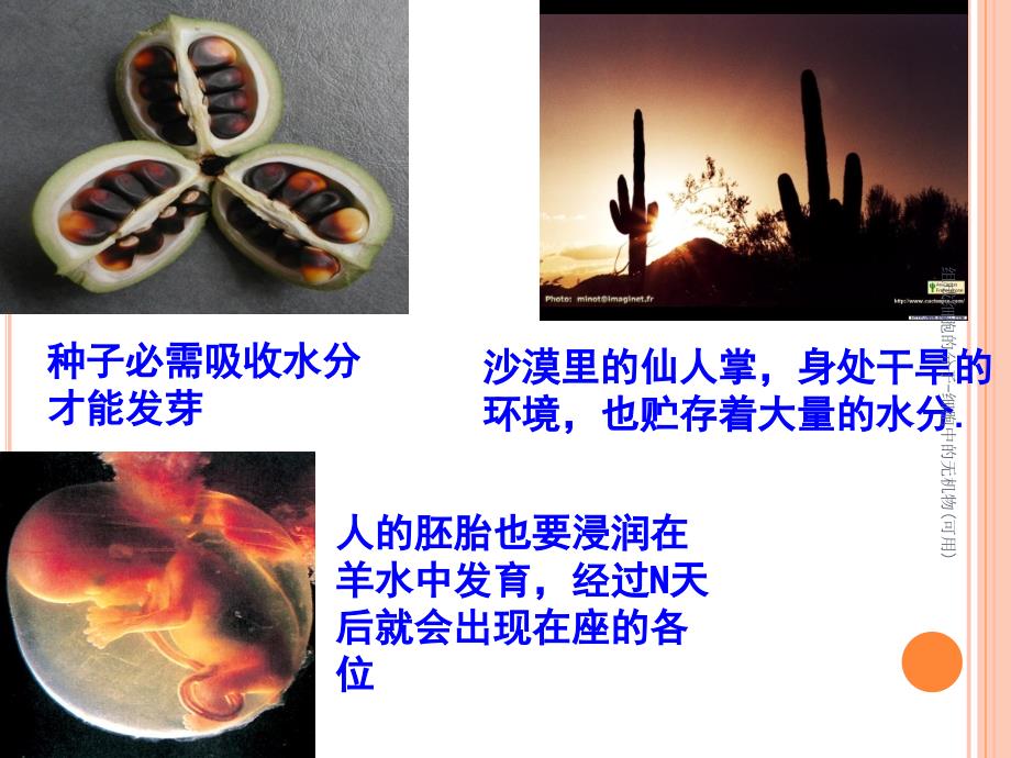 组成细胞的分子细胞中的无机物可用课件_第2页