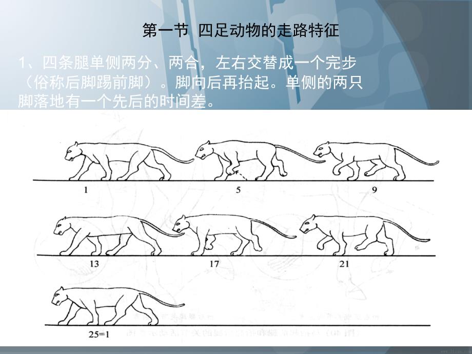 《动物运动规律》PPT课件_第2页