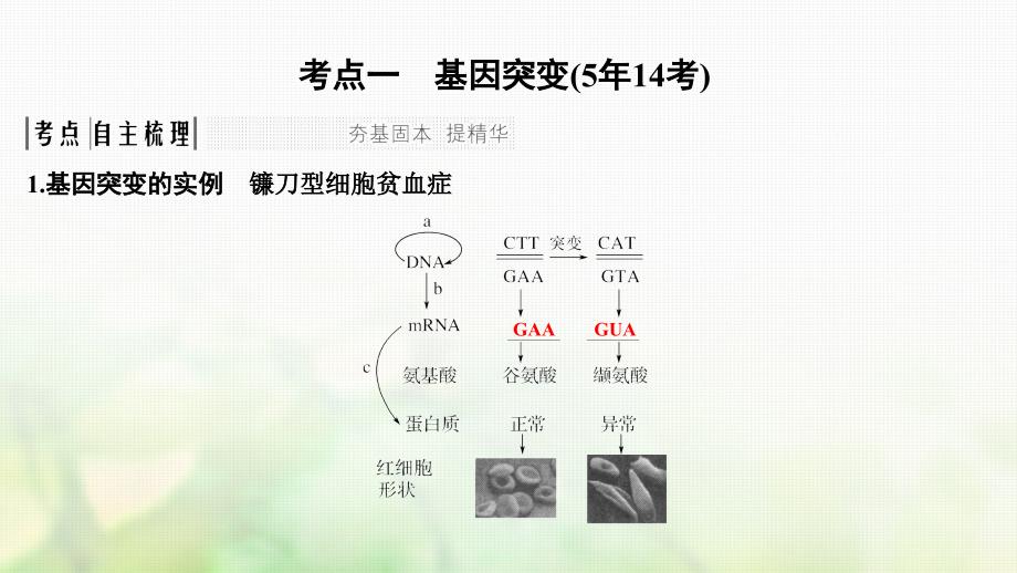 高考生物一轮复习 第七单元 生物的变异、育种与进化 第20讲 基因突变与基因重组课件_第2页