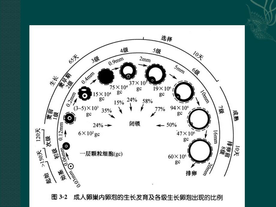 卵泡的选择PPT课件_第3页