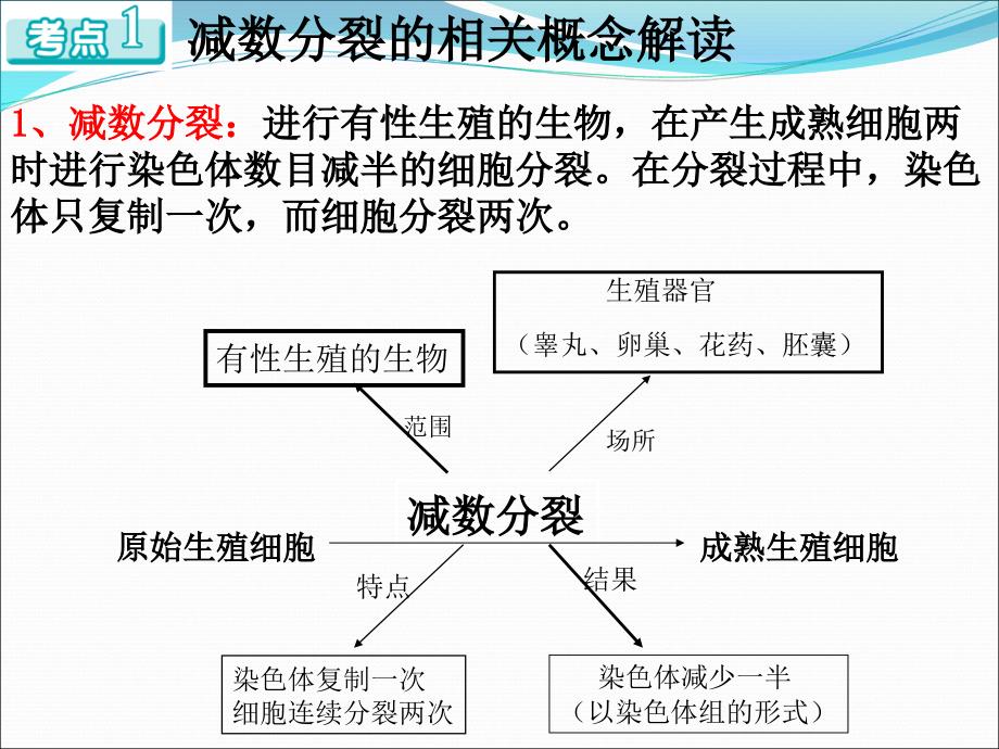 一轮复习减数分裂和受精作用_第4页