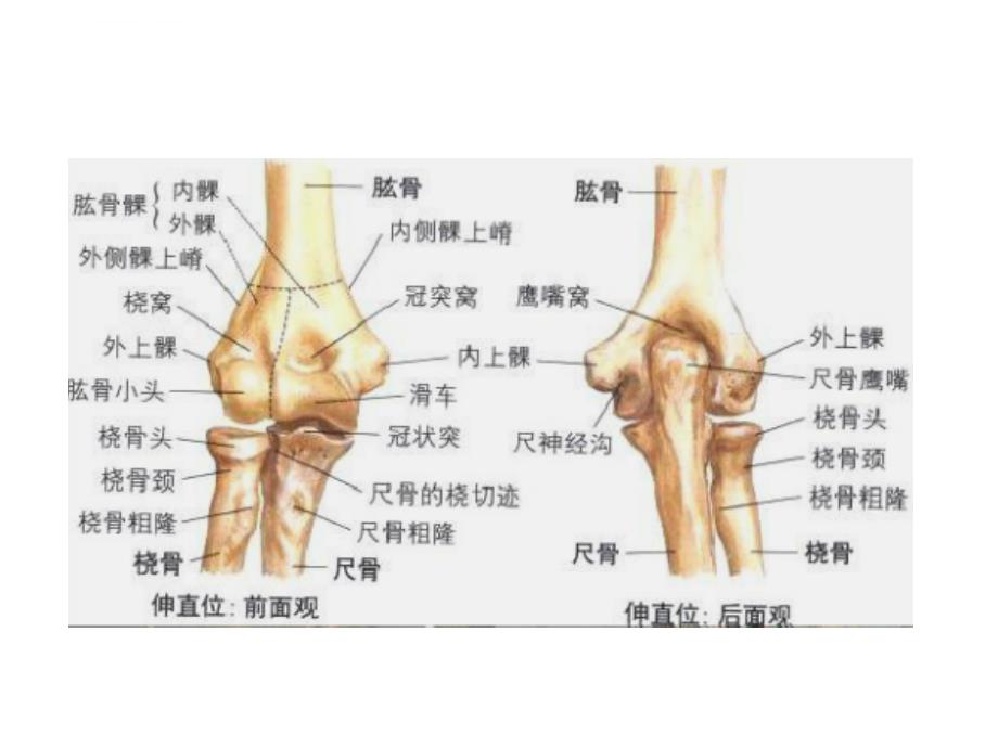 肘关节解剖运动学说ppt课件_第2页