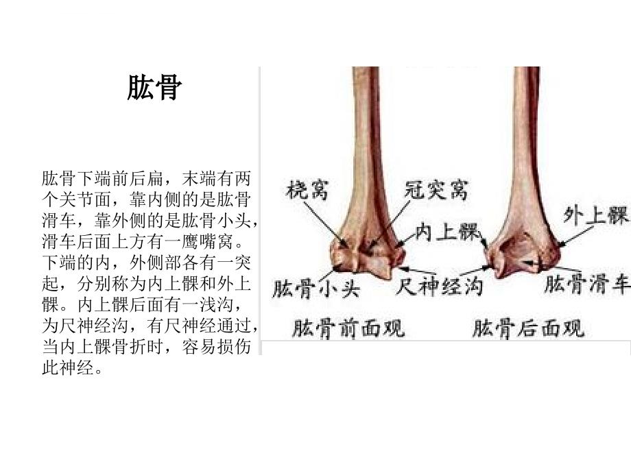 肘关节解剖运动学说ppt课件_第3页