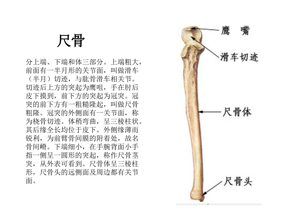 肘关节解剖运动学说ppt课件_第4页