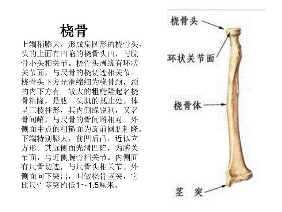 肘关节解剖运动学说ppt课件_第5页