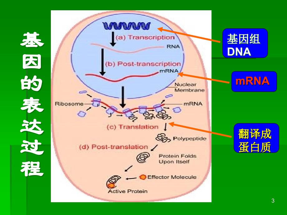 基因的克隆方法大全_第3页