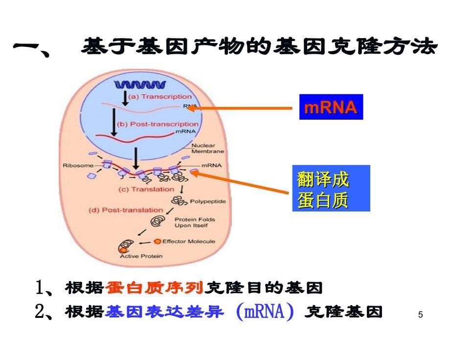 基因的克隆方法大全_第5页