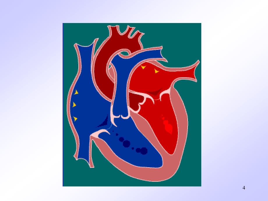 0304循环系统及其常见疾病_第4页