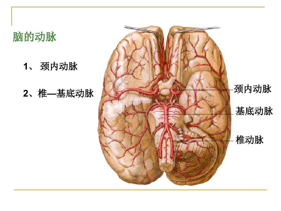 脑和脊髓的血管_第4页