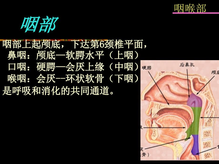 鼻咽及喉部影像学诊断_第2页