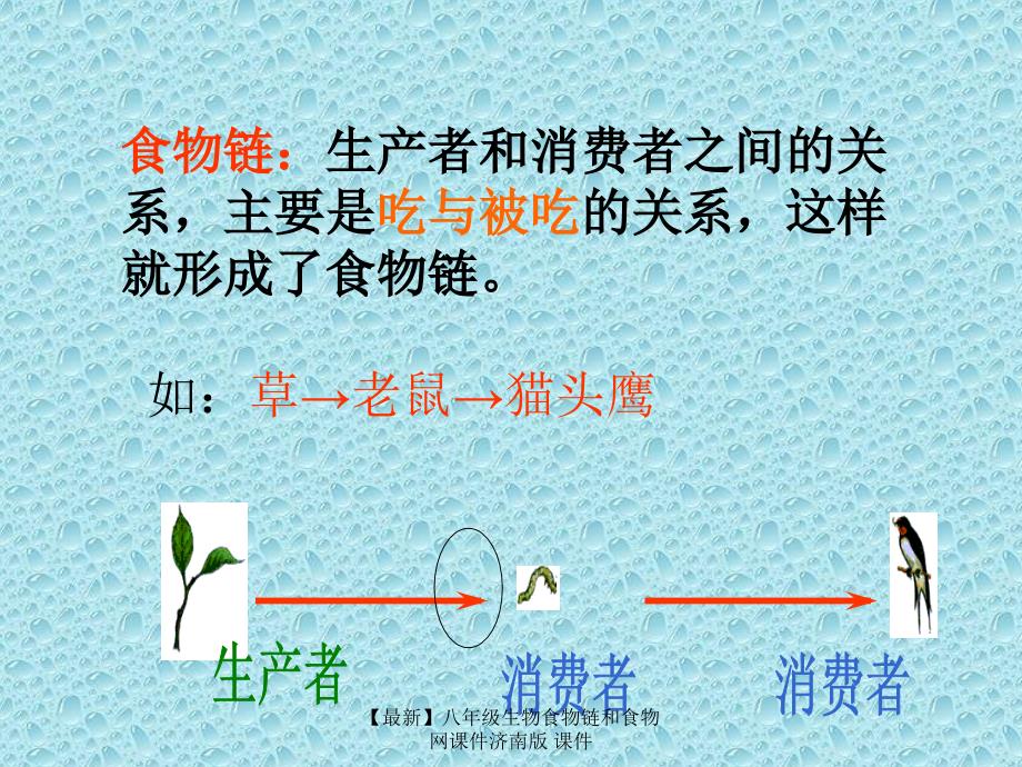 最新八年级生物食物链和食物网课件济南版课件_第4页