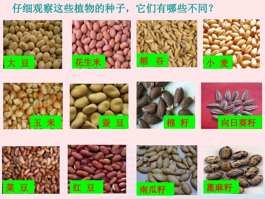 最新三年级科学下册二植物的生长1植物的种子课件1新人教版新人教版小学三年级下册自然科学课件_第2页