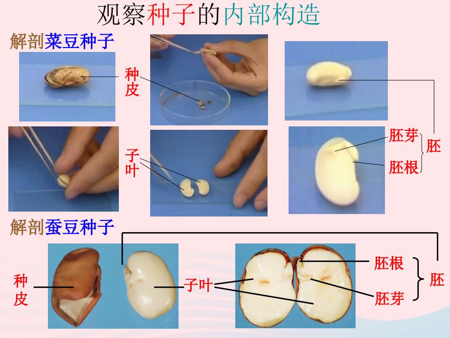 最新三年级科学下册二植物的生长1植物的种子课件1新人教版新人教版小学三年级下册自然科学课件_第3页