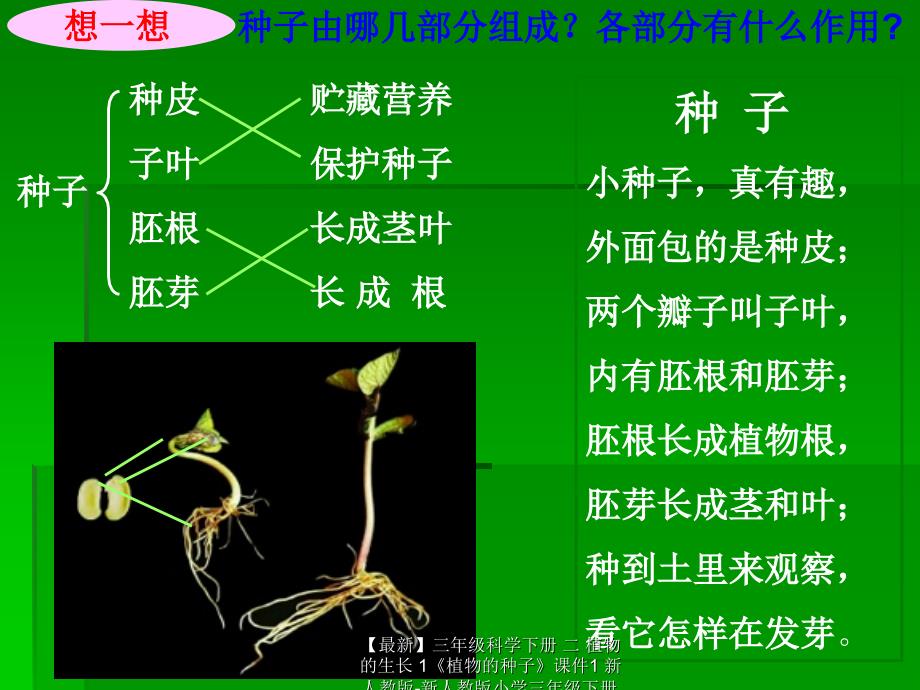 最新三年级科学下册二植物的生长1植物的种子课件1新人教版新人教版小学三年级下册自然科学课件_第4页