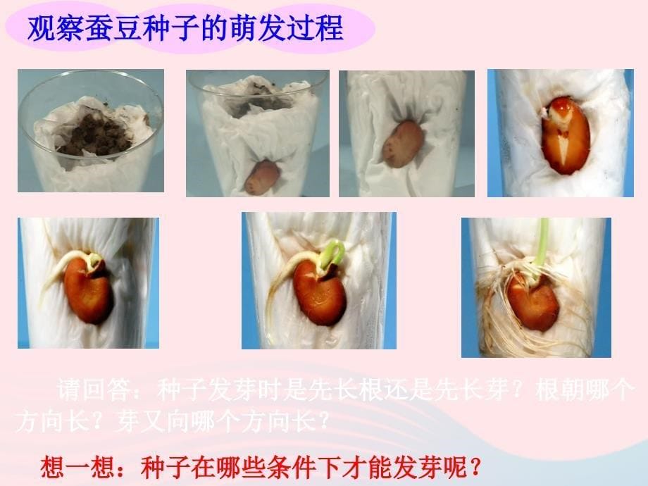 最新三年级科学下册二植物的生长1植物的种子课件1新人教版新人教版小学三年级下册自然科学课件_第5页