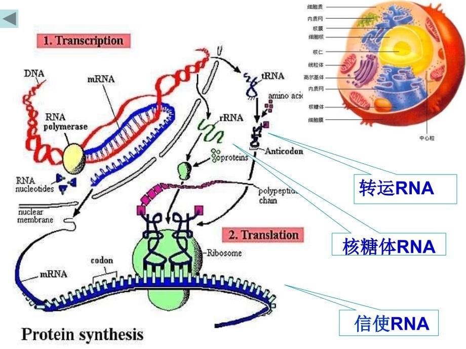 人类遗传的分子基础_第5页