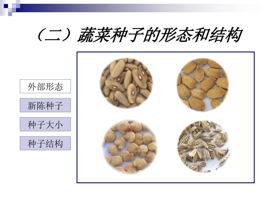 蔬菜播种技术课件_第5页