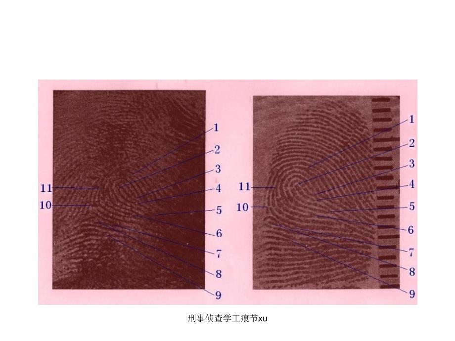 刑事侦查学工痕节xu课件_第2页