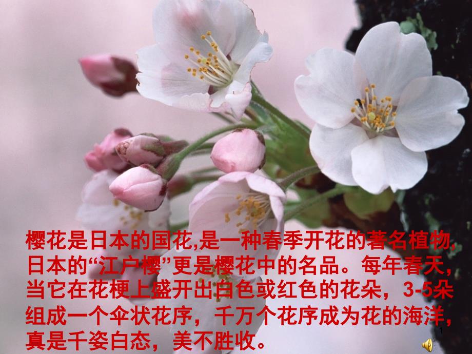 适合纹样烂漫樱花_第1页