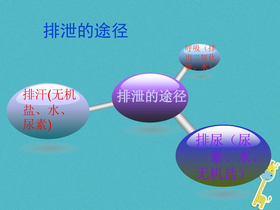 七年级生物下册 3.4.1尿液的形成和排出 （新版）济南版_第3页