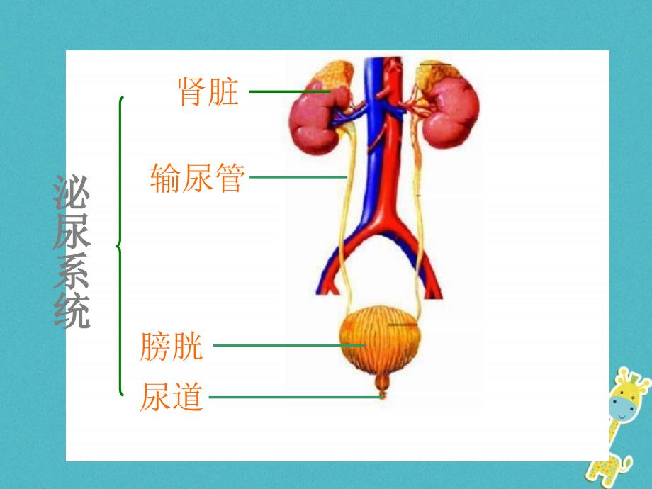 七年级生物下册 3.4.1尿液的形成和排出 （新版）济南版_第4页