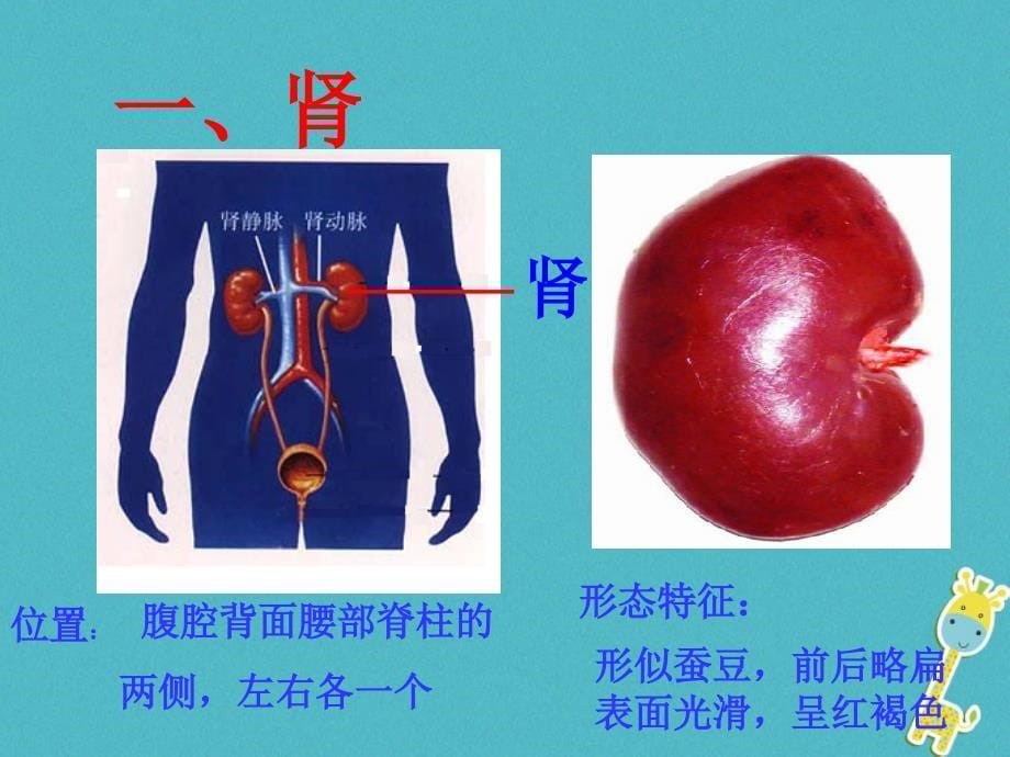 七年级生物下册 3.4.1尿液的形成和排出 （新版）济南版_第5页